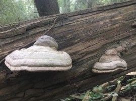 Mykolo-was? Die Wissenschaft der Pilze in der Jungsteinzeit